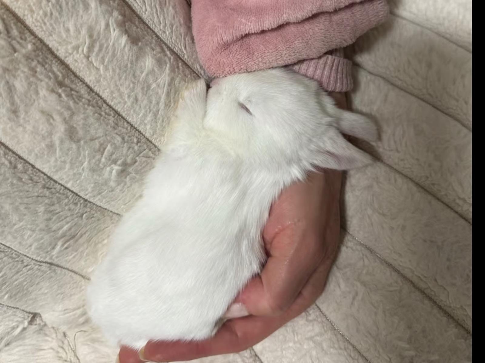 Bunny Parties Gallery