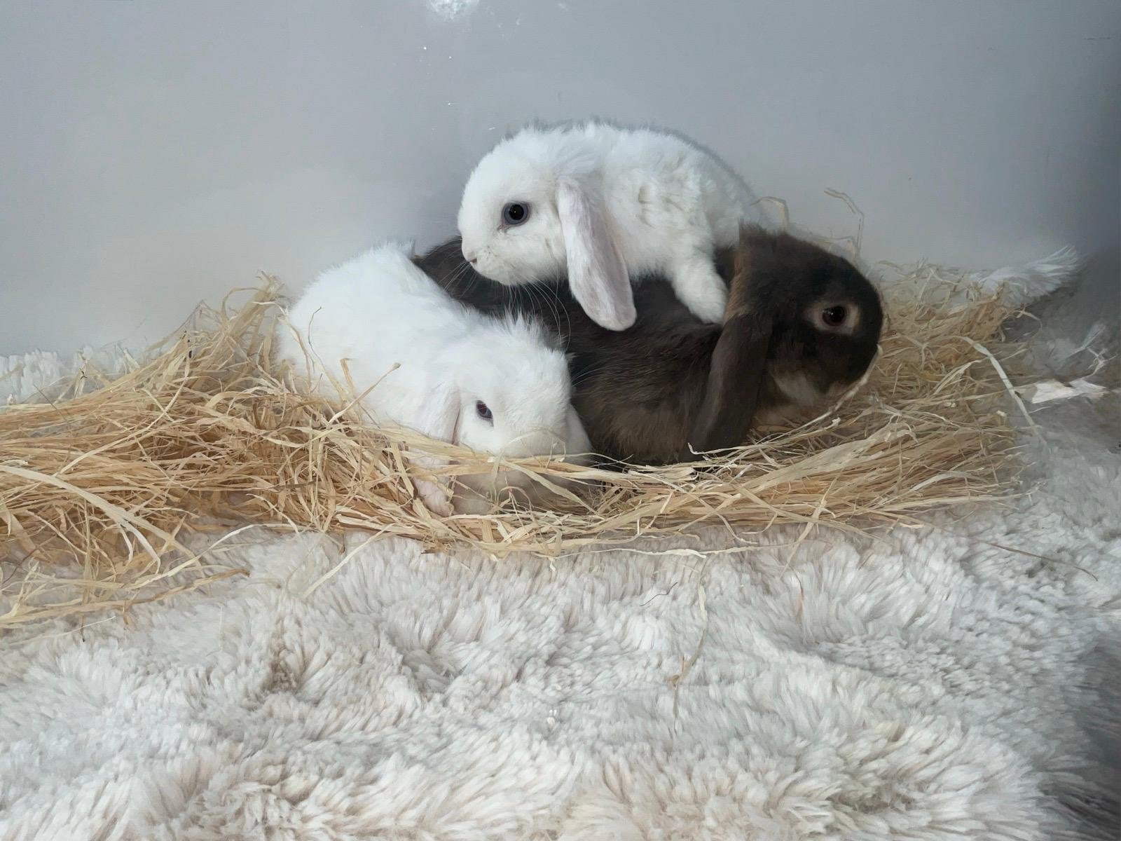 Bunny 10