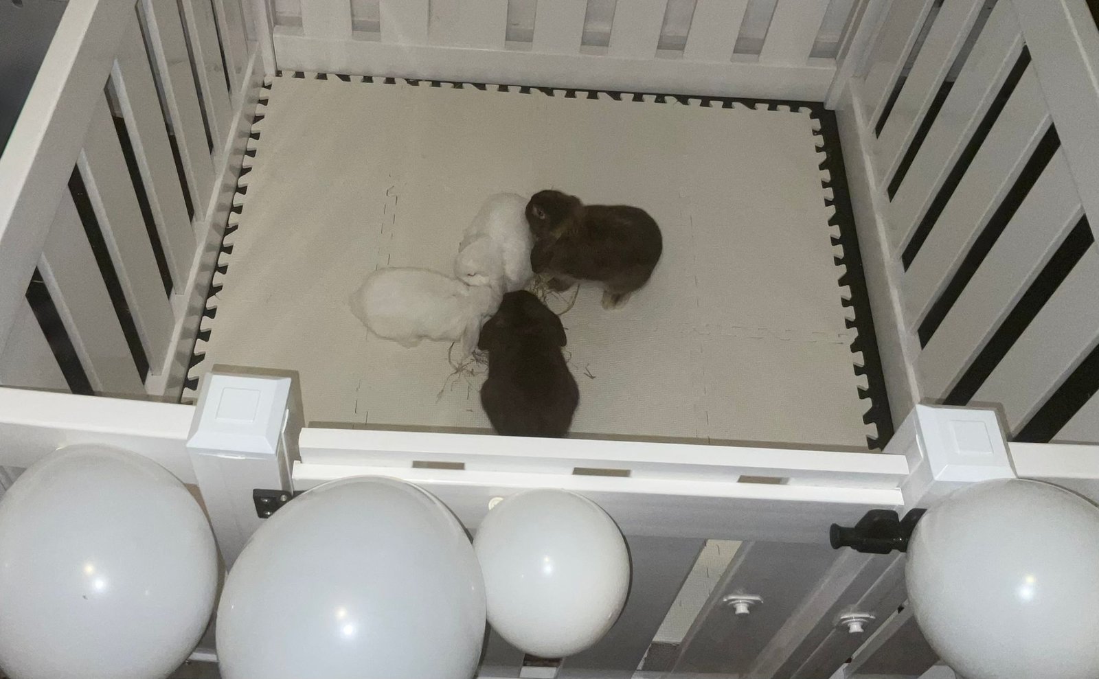 Bunny 16