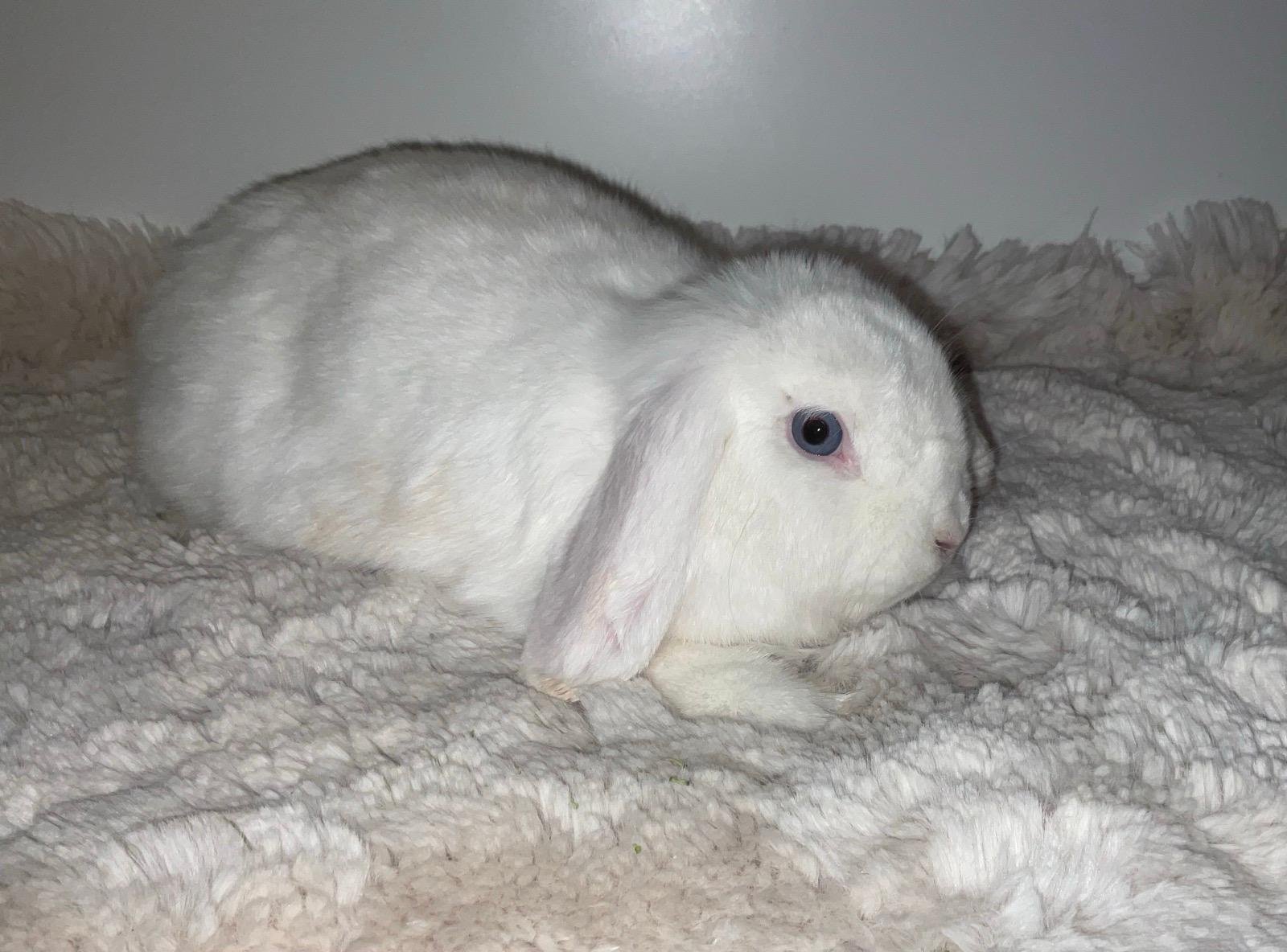 Bunny 20