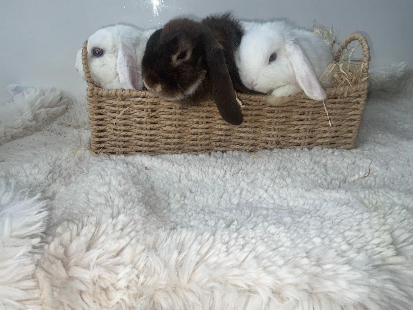 Bunny 8