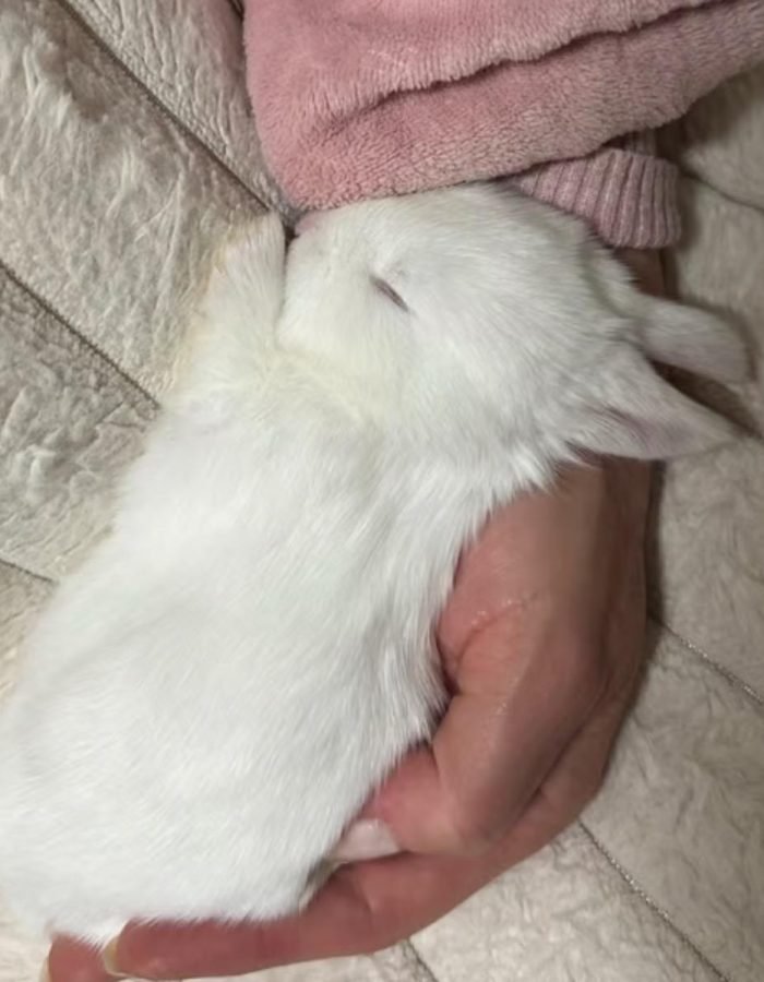 Bunny 1