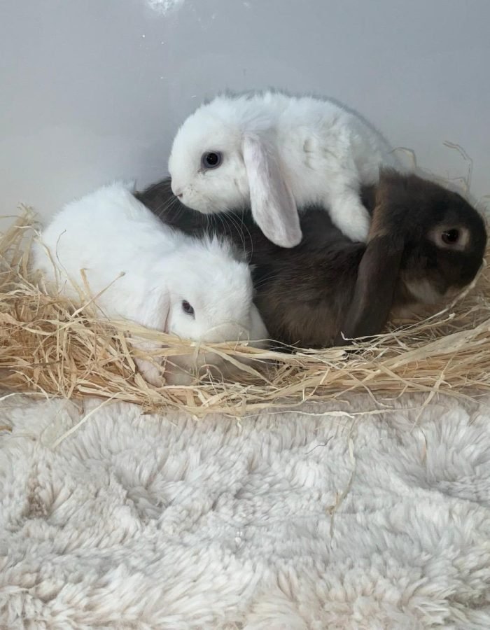 Bunny 10