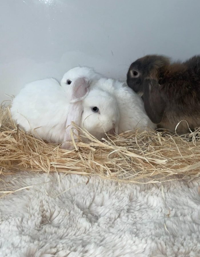 Bunny 11