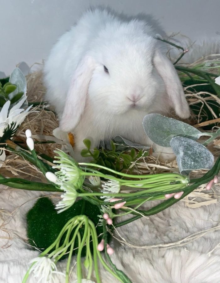 Bunny 12