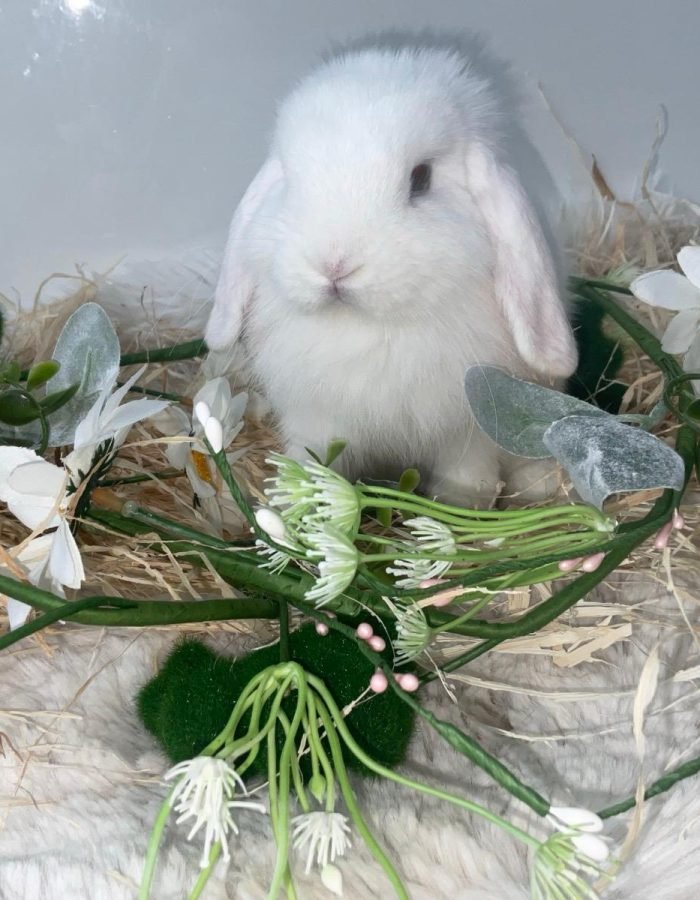 Bunny 13