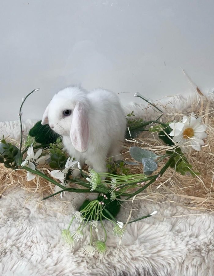 Bunny 14