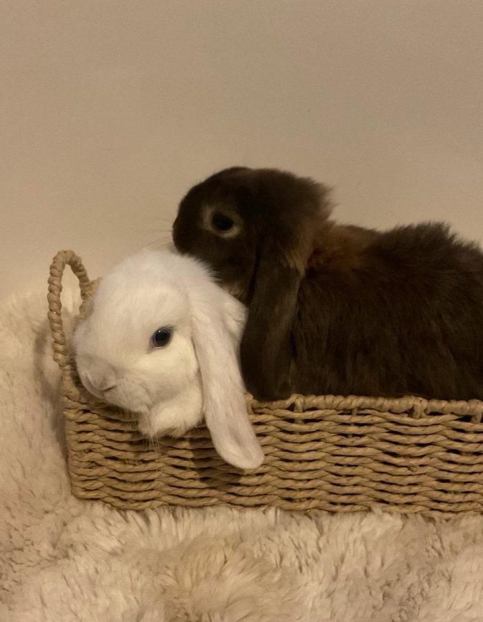 Bunny 15