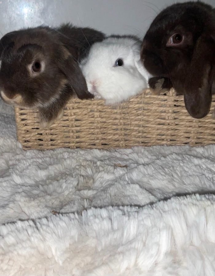 Bunny 18