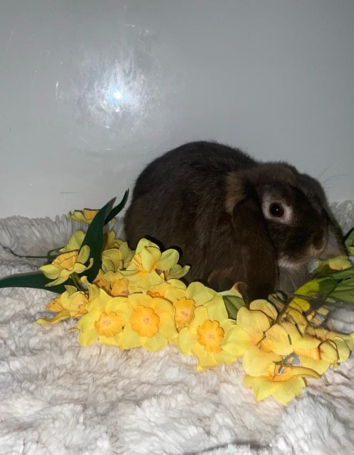 Bunny 19