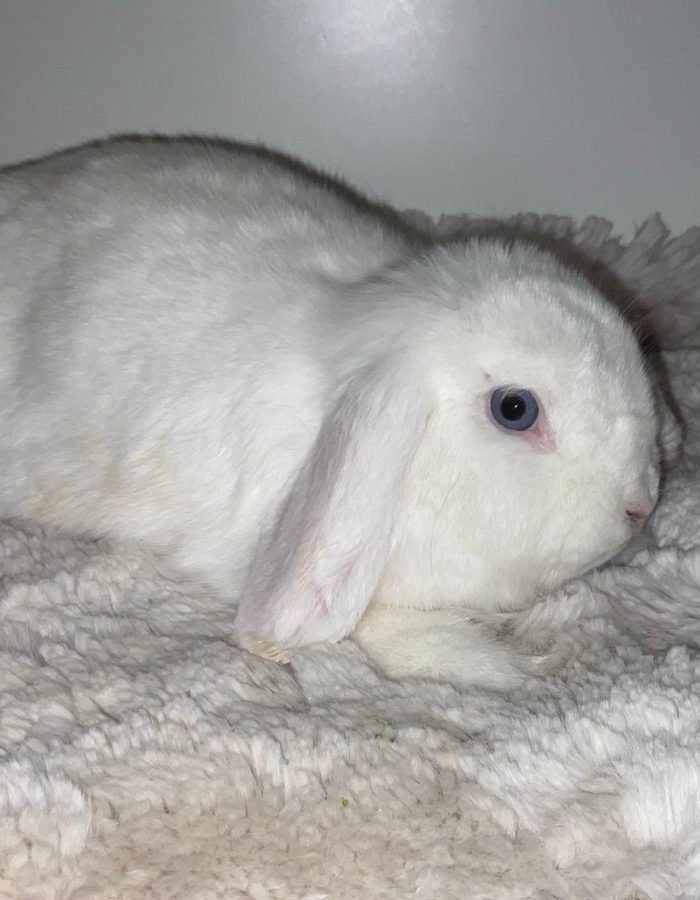 Bunny 20