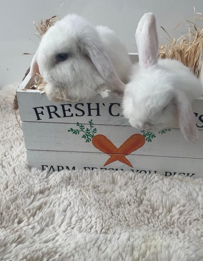 Bunny 3