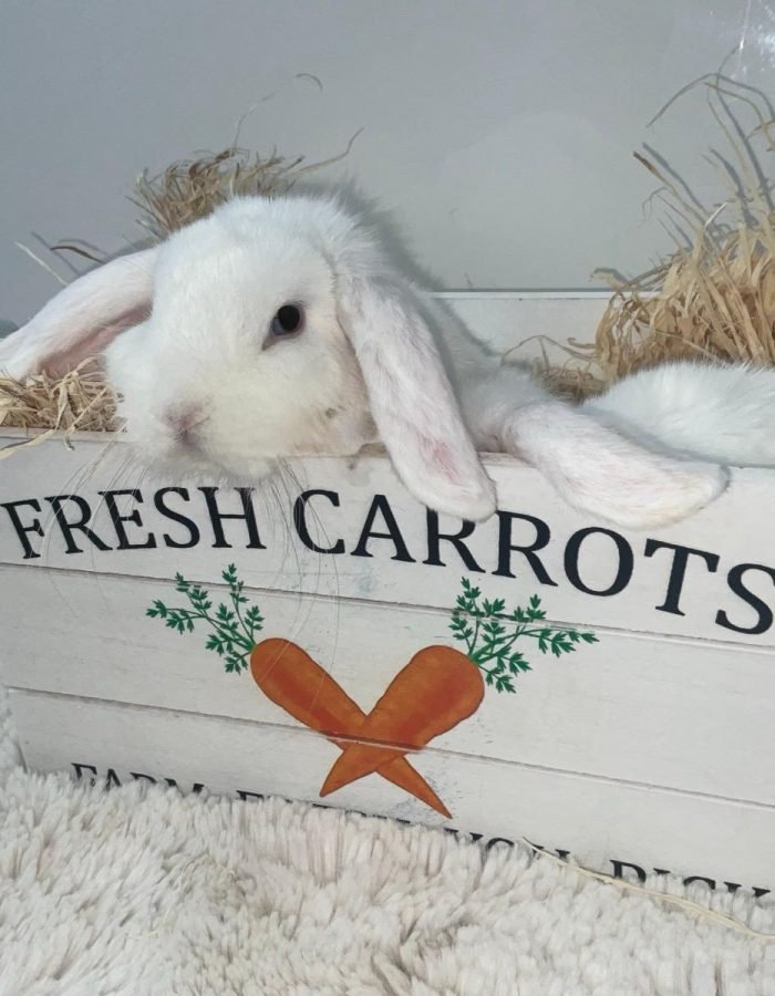 Bunny 5