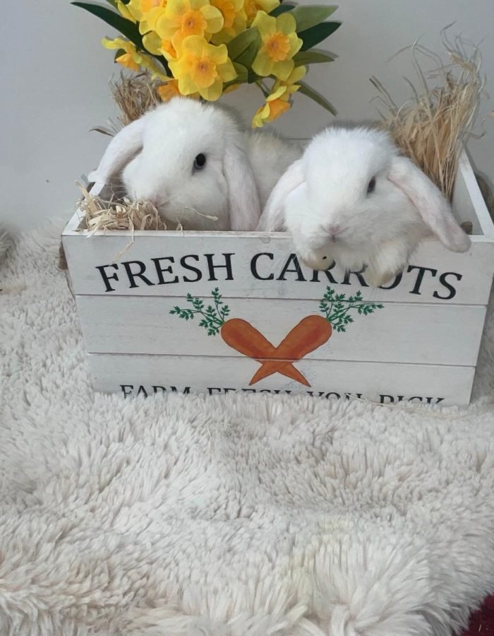 Bunny 6