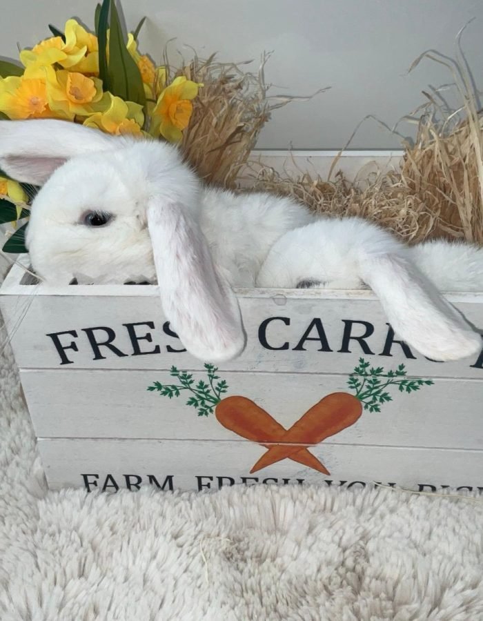 Bunny 7