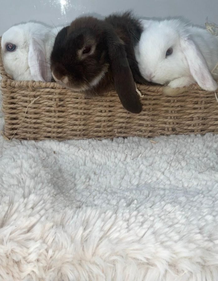 Bunny 8