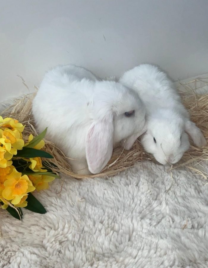 Bunny 9